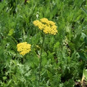 Achillea filipendulina 'Gold Plate' ---